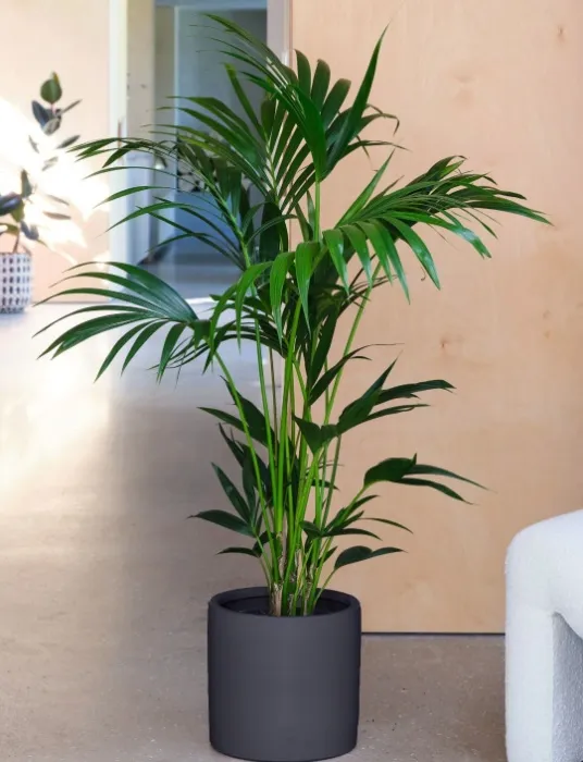 Indoor plant