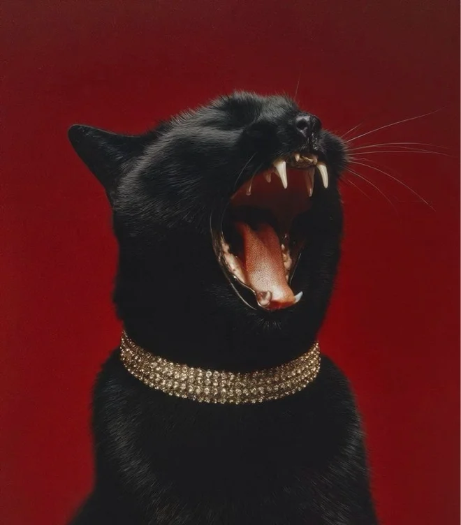Feed My Cat