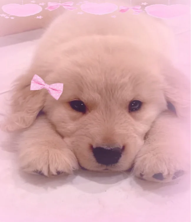 Creamy Puppy