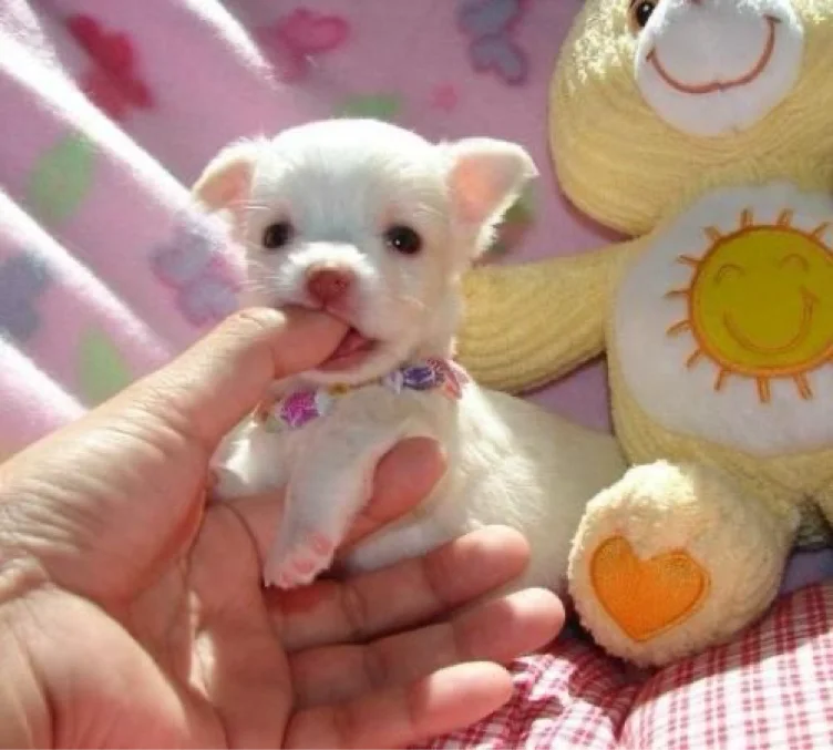 Puppy and Machine!!