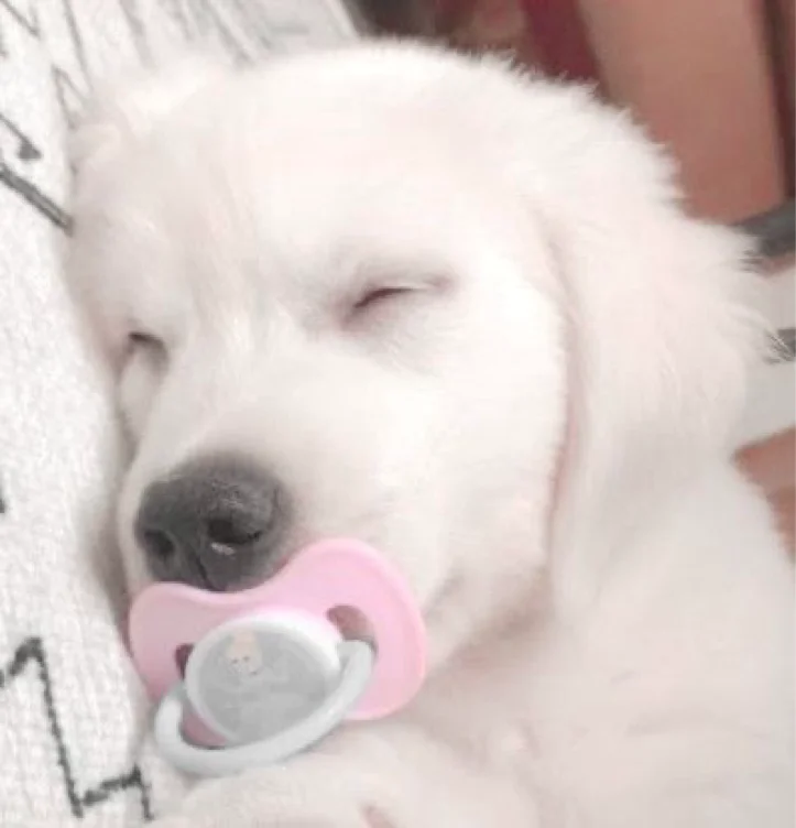 Puppy Plays!!!!