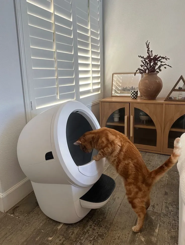 Litter robot ᓚ₍⑅^..^₎♡