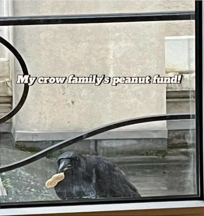 My Crow Family's Peanut Fund!