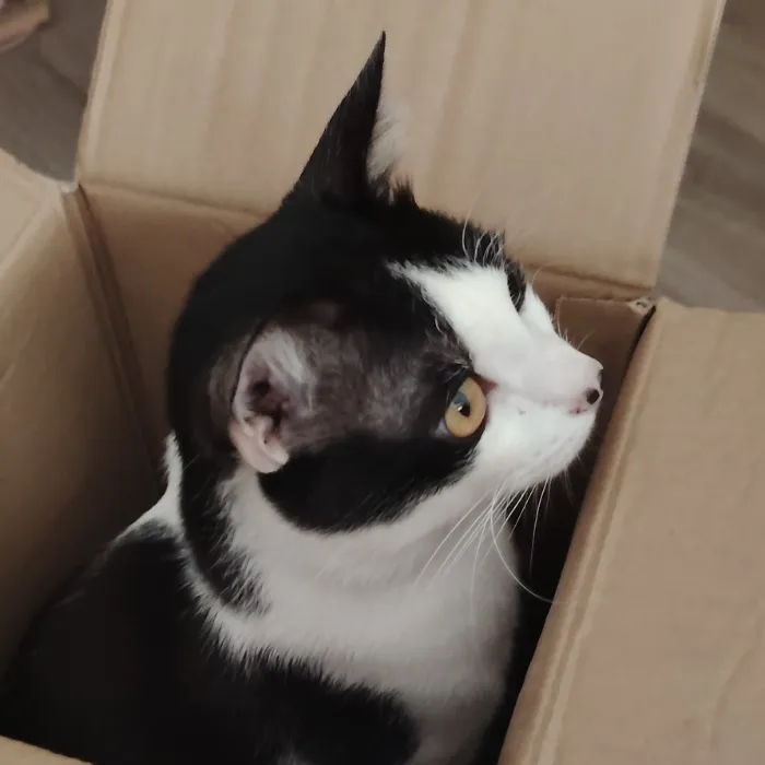 Sushi Professional Grooming 