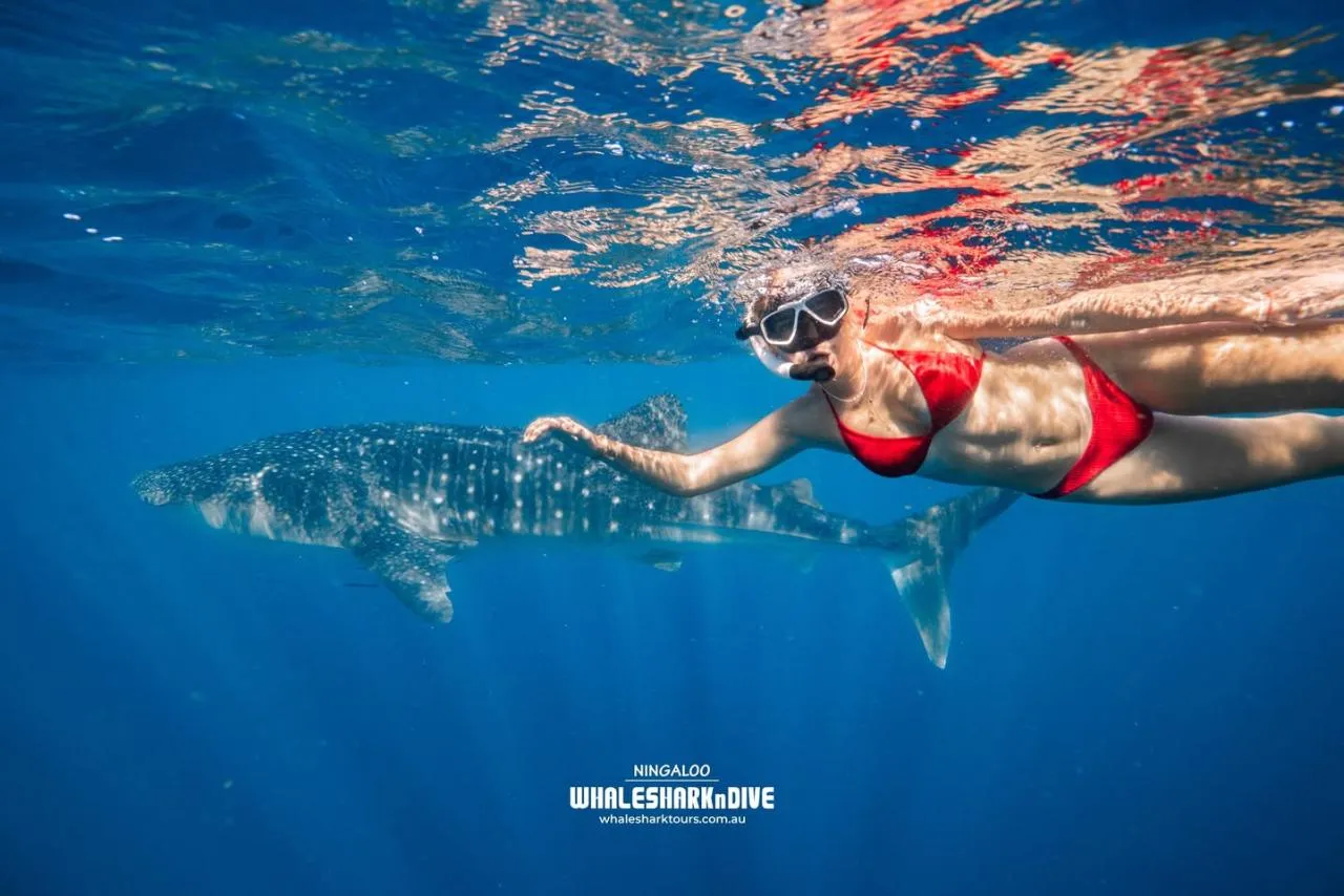 Swim with Whale Sharks 2026
