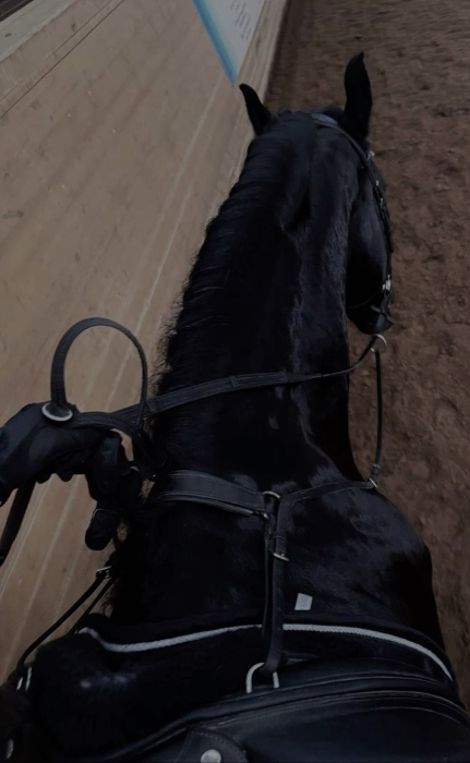 Afternoon Horse Riding 
