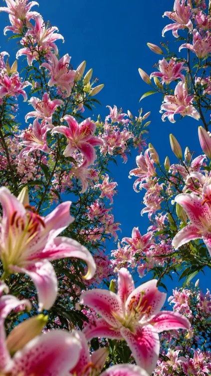 Lillies