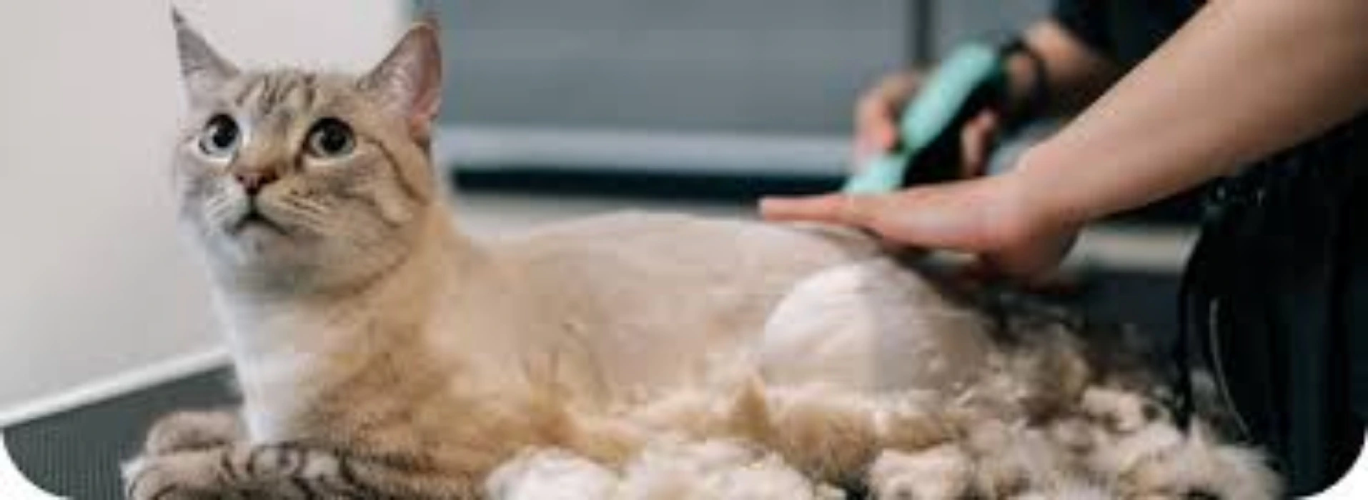 Cat Grooming Pet Salon