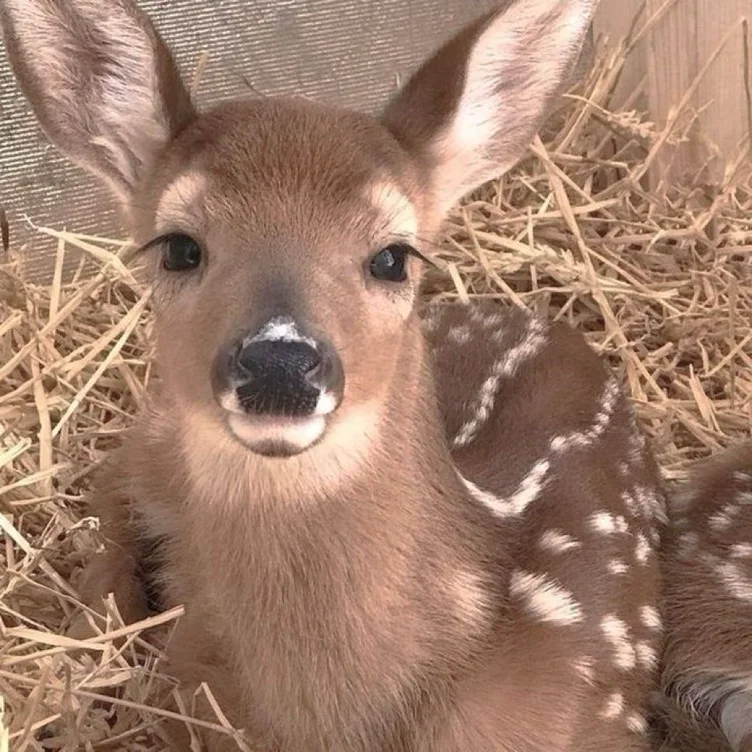 ($40) smochooooochooooch