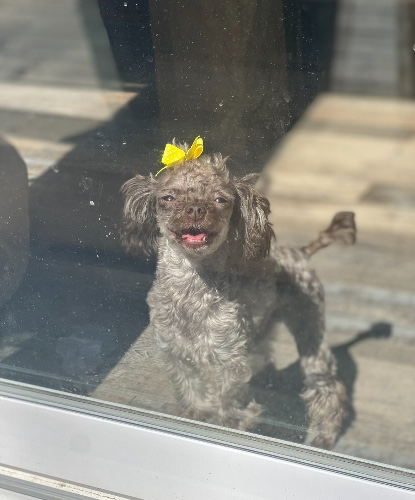 SUPPORT TWINS VET BILL